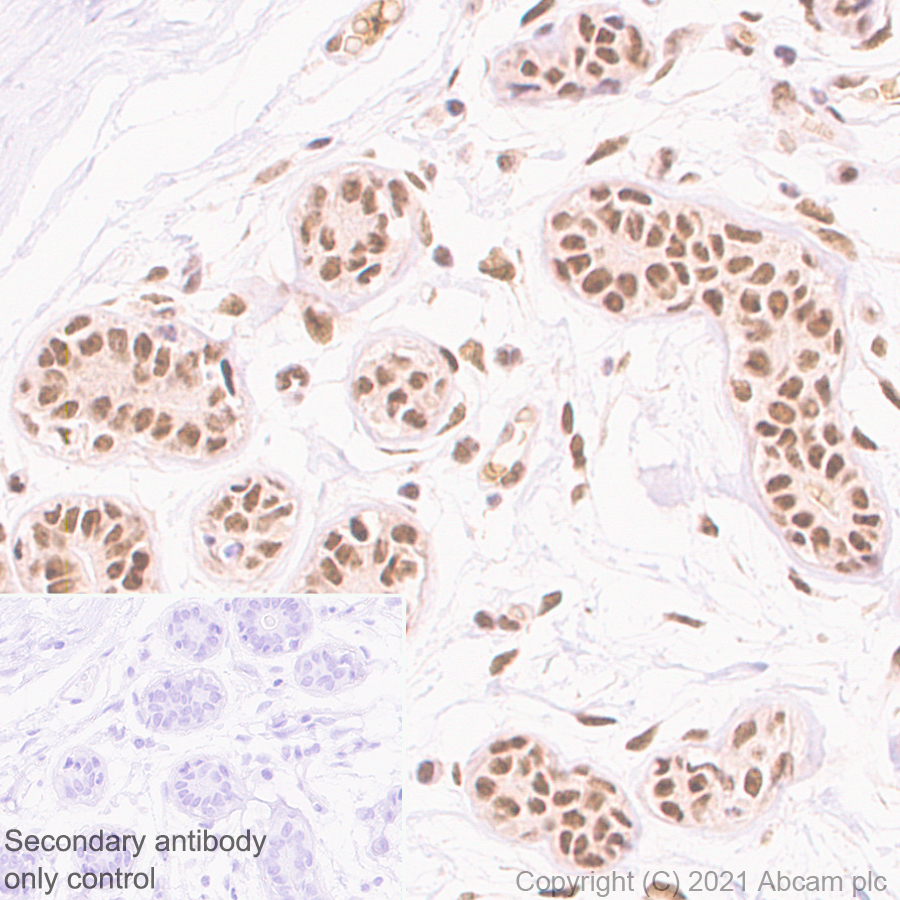 Immunohistochemistry (Formalin/PFA-fixed paraffin-embedded sections) - Anti-TLS/FUS antibody [EPR5812] - BSA and Azide free (AB232065)