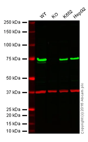Western blot - Anti-TLS/FUS antibody [EPR5812] - BSA and Azide free (AB232065)