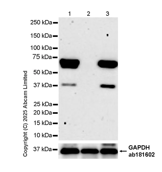 Western blot - Anti-TLS/FUS antibody [P3-A6C4] (AB323832)