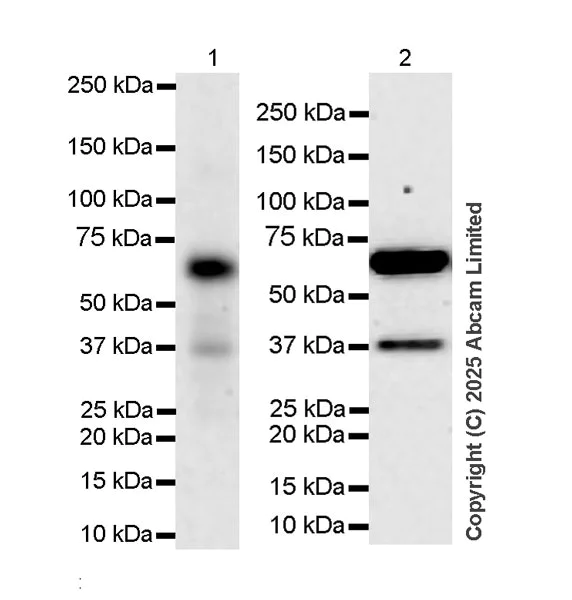 Western blot - Anti-TLS/FUS antibody [P3-A6C4] - BSA and Azide free (AB324851)