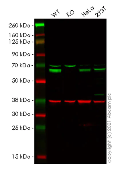 Western blot - Anti-TLS/FUS antibody [Z-FUS-5] - Mouse IgG2a (Chimeric) (AB283272)