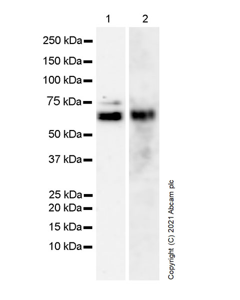 Western blot - Anti-TLS/FUS antibody [Z-FUS-5] - Mouse IgG2a (Chimeric) - BSA and Azide free (AB283297), expandable thumbnail