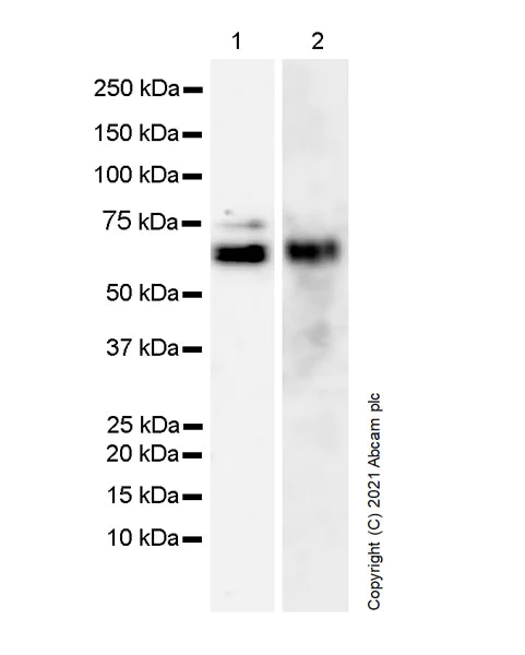 Western blot - Anti-TLS/FUS antibody [Z-FUS-5] - Mouse IgG2a (Chimeric) - BSA and Azide free (AB283297)