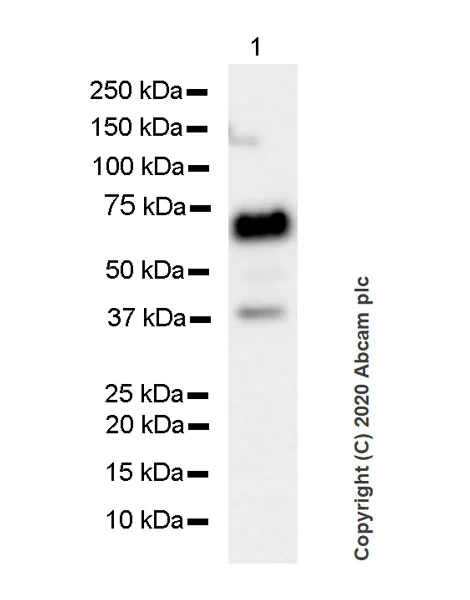Western blot - Anti-TLS/FUS (methyl ) antibody [9G6] (AB252830)