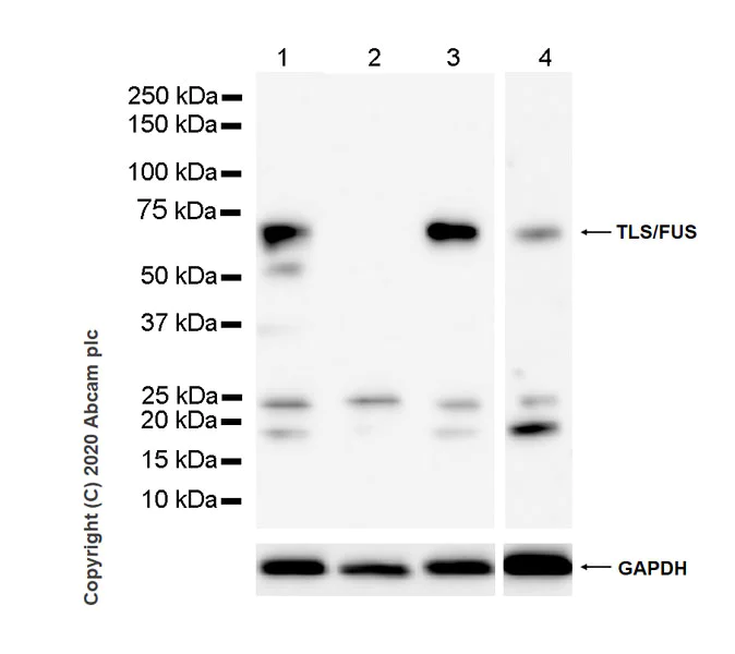 Western blot - Anti-TLS/FUS (methyl ) antibody [9G6] - BSA and Azide free (AB255786)