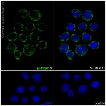 Immunocytochemistry/ Immunofluorescence - Anti-TLT-1 antibody [EP15294] (AB192619)