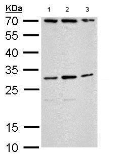 Western blot - Anti-TLX3 antibody (AB184011)
