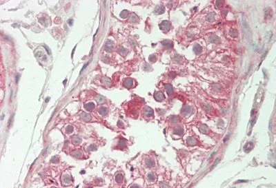 Immunohistochemistry (Formalin/PFA-fixed paraffin-embedded sections) - Anti-TM2D1/BBP antibody (AB230876)