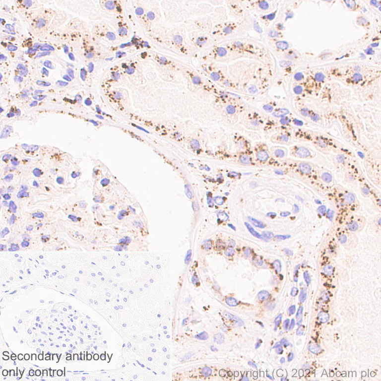 Immunohistochemistry (Formalin/PFA-fixed paraffin-embedded sections) - Anti-TM9SF2 antibody [EPR24416-17] (AB271123)