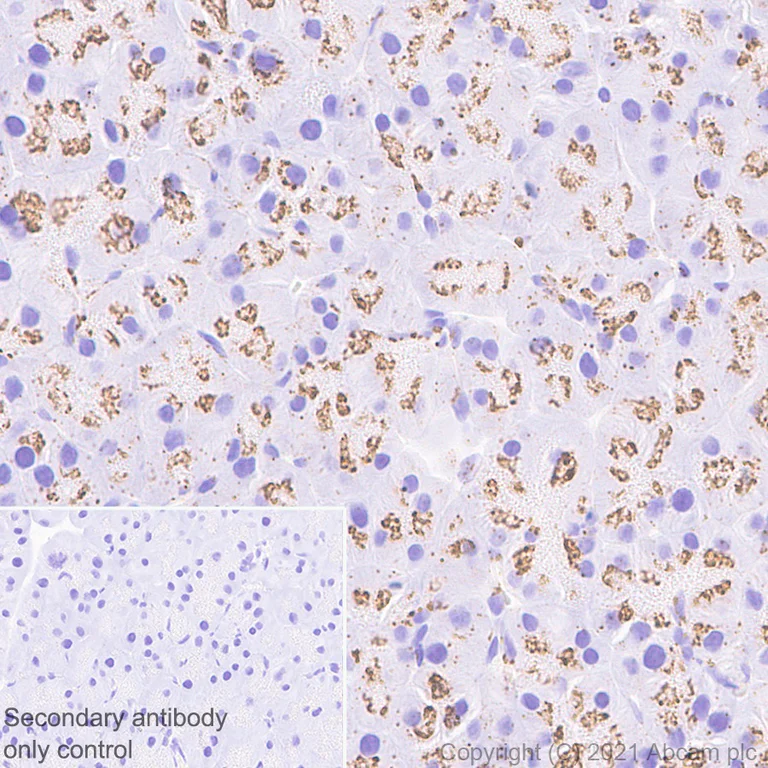 Immunohistochemistry (Formalin/PFA-fixed paraffin-embedded sections) - Anti-TM9SF2 antibody [EPR24416-17] (AB271123)