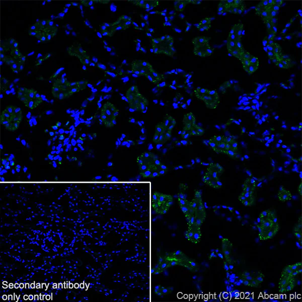 Immunohistochemistry (Frozen sections) - Anti-TM9SF2 antibody [EPR24416-17] (AB271123)