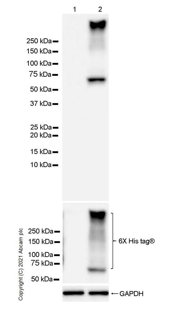 Western blot - Anti-TM9SF2 antibody [EPR24416-17] (AB271123)