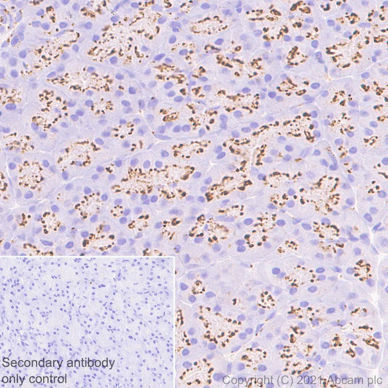 Immunohistochemistry (Formalin/PFA-fixed paraffin-embedded sections) - Anti-TM9SF2 antibody [EPR24416-17] - BSA and Azide free (AB281838)