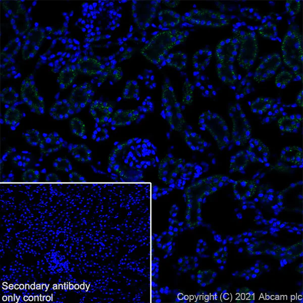 Immunohistochemistry (Frozen sections) - Anti-TM9SF2 antibody [EPR24416-17] - BSA and Azide free (AB281838)