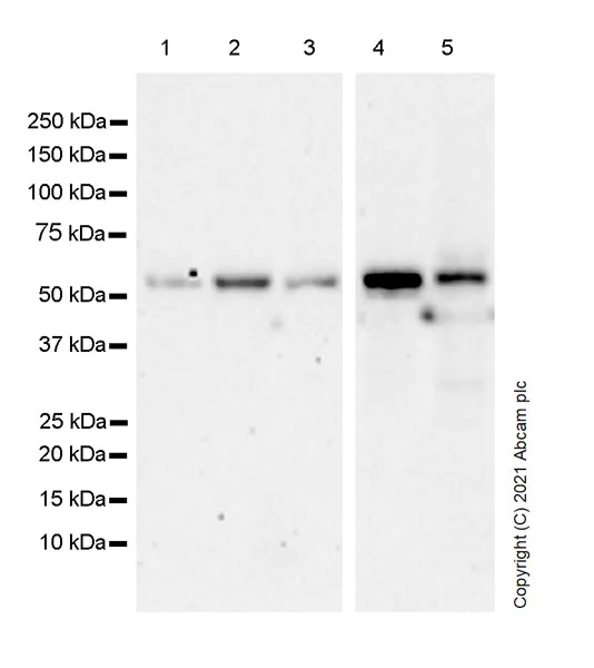 Western blot - Anti-TM9SF2 antibody [EPR24416-17] - BSA and Azide free (AB281838)