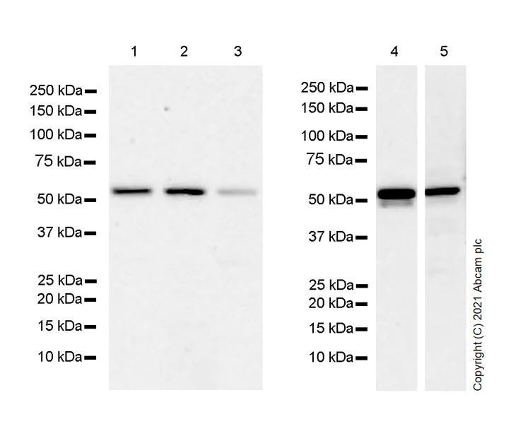 Western blot - Anti-TM9SF2 antibody [EPR24416-17] - BSA and Azide free (AB281838)