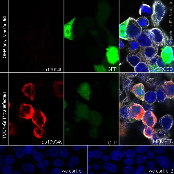Immunocytochemistry/ Immunofluorescence - Anti-TMC1 antibody [EPR19527] - BSA and Azide free (AB271966)