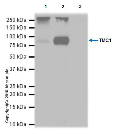 Immunoprecipitation - Anti-TMC1 antibody [EPR19527] - Low endotoxin, Azide free (AB223541)
