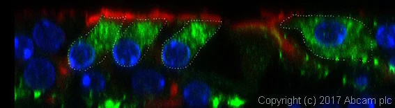 IHC - Wholemount - Anti-TMC2 antibody [EPR19446] (AB200039)