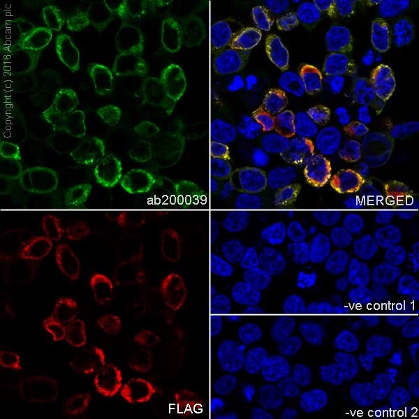 Immunocytochemistry/ Immunofluorescence - Anti-TMC2 antibody [EPR19446] (AB200039), expandable thumbnail