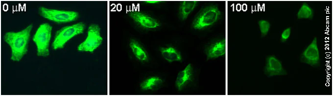 Immunocytochemistry/ Immunofluorescence - TMCB, Selective CK2 inhibitor (AB120289)