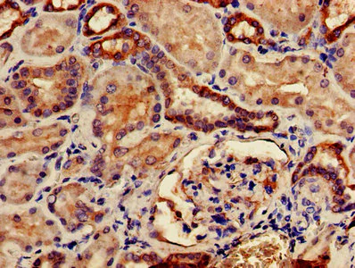 Immunohistochemistry (Formalin/PFA-fixed paraffin-embedded sections) - Anti-TMCO1 antibody (AB238768)