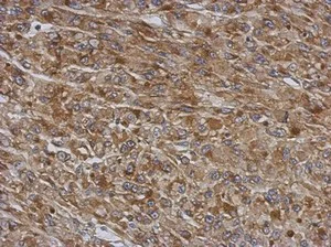 Immunohistochemistry (Formalin/PFA-fixed paraffin-embedded sections) - Anti-TMCO3 antibody (AB154581)