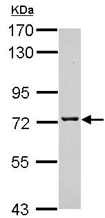 Western blot - Anti-TMCO3 antibody (AB154581)