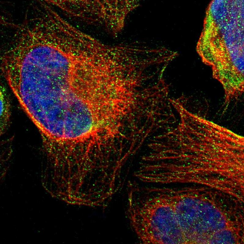 Immunocytochemistry/ Immunofluorescence - Anti-TMED2 antibody (AB251705), expandable thumbnail
