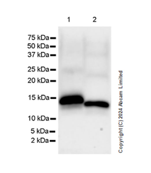 Western blot - Anti-TMEM106B antibody [EPR27525-70] (AB321970), expandable thumbnail