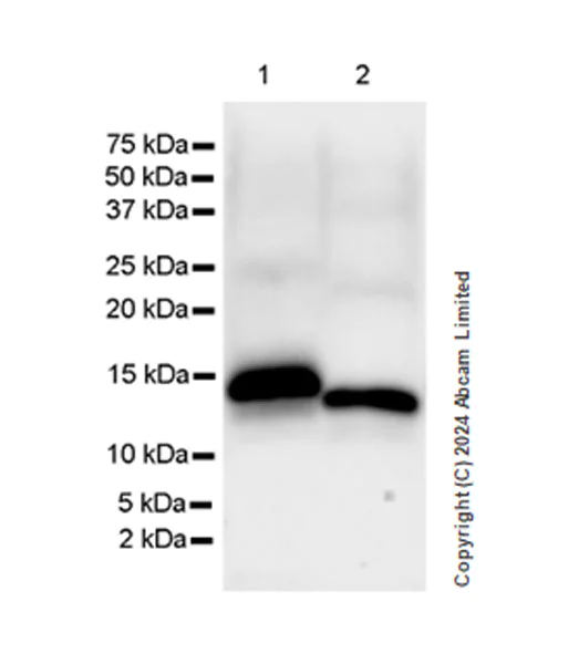 Western blot - Anti-TMEM106B antibody [EPR27525-70] - BSA and Azide free (AB321971)