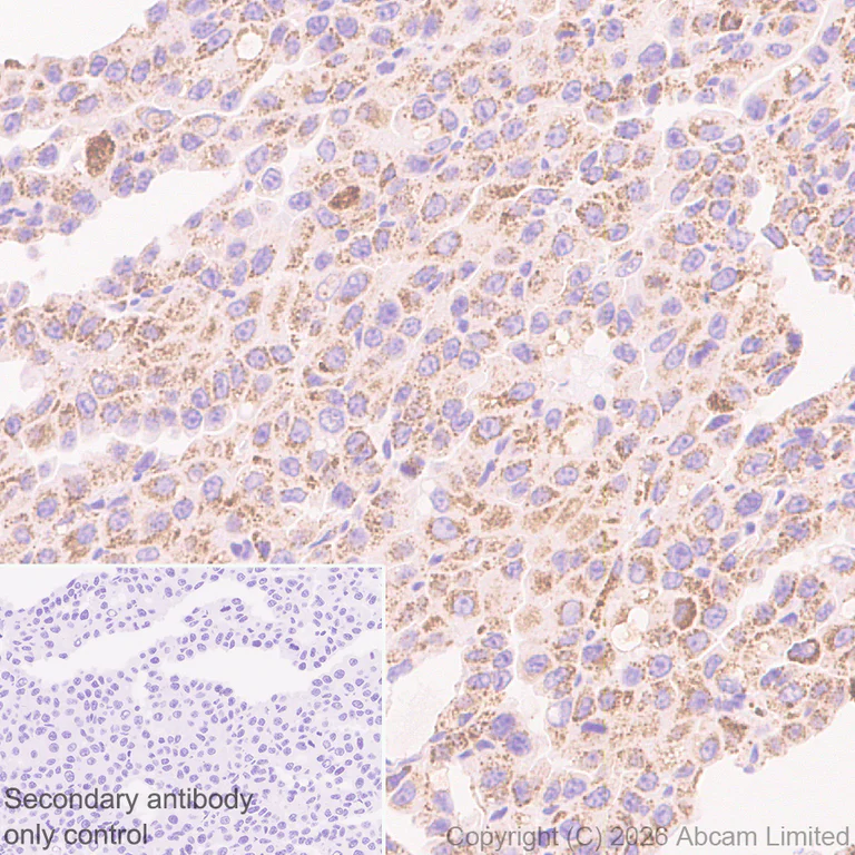 Immunohistochemistry (Formalin/PFA-fixed paraffin-embedded sections) - Anti-TMEM106B antibody [EPR30569-44] - C-terminal (AB325607)