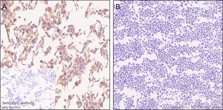 Immunohistochemistry (Formalin/PFA-fixed paraffin-embedded sections) - Anti-TMEM106B antibody [EPR30569-44] - C-terminal (AB325607)