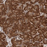 Immunohistochemistry (Formalin/PFA-fixed paraffin-embedded sections) - Anti-TMEM109/Mitsugumin-23 antibody (AB121349), expandable thumbnail