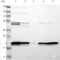 Western blot - Anti-TMEM109/Mitsugumin-23 antibody (AB121349)