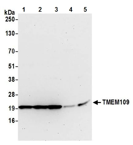 Western blot - Anti-TMEM109/Mitsugumin-23 antibody (AB241992)