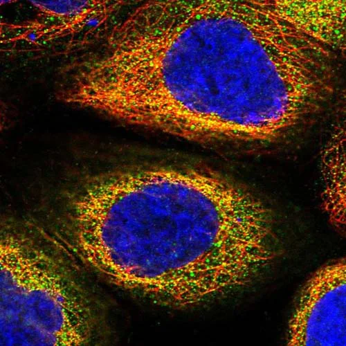 Immunocytochemistry/ Immunofluorescence - Anti-TMEM111 antibody (AB122786)