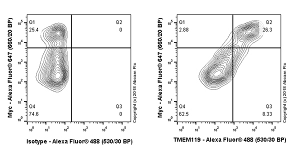 Flow Cytometry (Intracellular) - Anti-TMEM119 antibody [106-6] - Microglial marker - BSA and Azide free (AB220249), expandable thumbnail