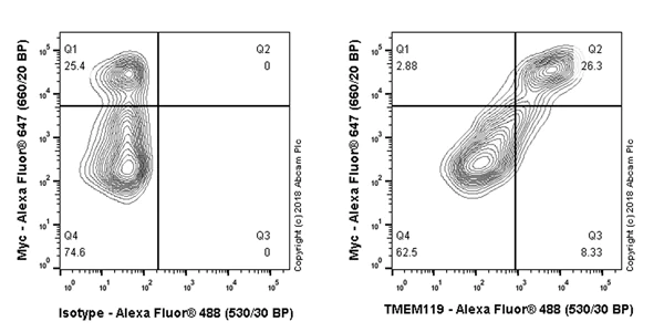 Flow Cytometry (Intracellular) - Anti-TMEM119 antibody [106-6] - Microglial marker - BSA and Azide free (AB220249)