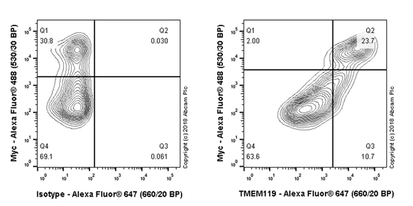 Flow Cytometry (Intracellular) - Anti-TMEM119 antibody [106-6] - Microglial marker - BSA and Azide free (AB220249)