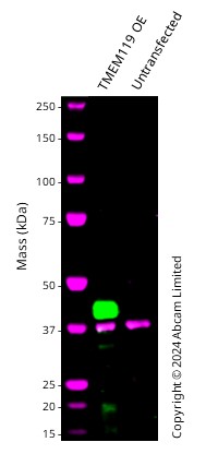 Western blot - Anti-TMEM119 antibody [106-6] - Microglial marker - BSA and Azide free (ab220249), expandable thumbnail