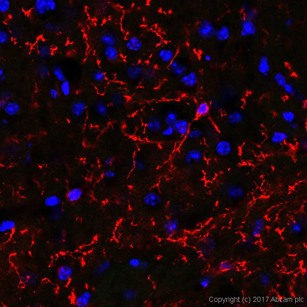 Immunohistochemistry (Frozen sections) - Anti-TMEM119 antibody [28-3] - Microglial marker (AB209064)