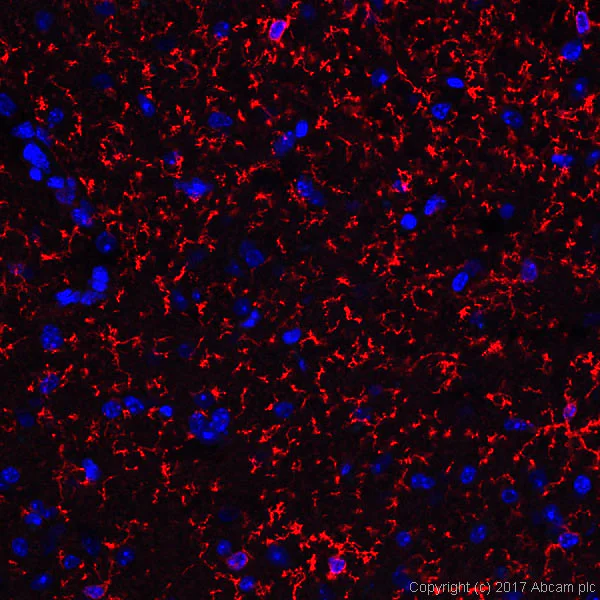 Immunohistochemistry (Formalin/PFA-fixed paraffin-embedded sections) - Anti-TMEM119 antibody [28-3] - Microglial marker - BSA and Azide free (AB234501)