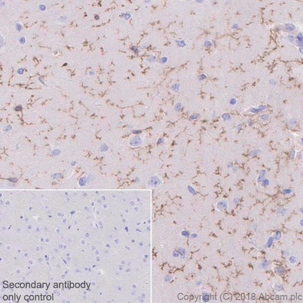 Immunohistochemistry (Formalin/PFA-fixed paraffin-embedded sections) - Anti-TMEM119 antibody [28-3] - Microglial marker - BSA and Azide free (AB234501)