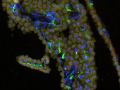 Immunohistochemistry (Frozen sections) - Anti-TMEM119 antibody [28-3] - Microglial marker - BSA and Azide free (AB234501)