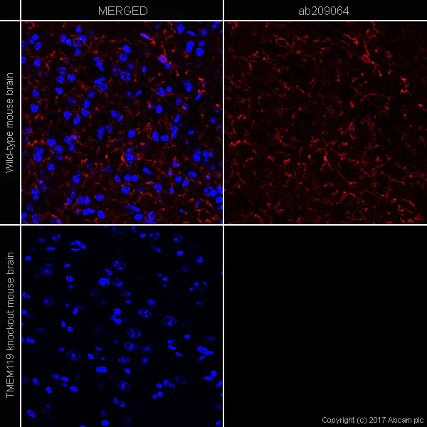 Immunohistochemistry (Frozen sections) - Anti-TMEM119 antibody [28-3] - Microglial marker - BSA and Azide free (AB234501)