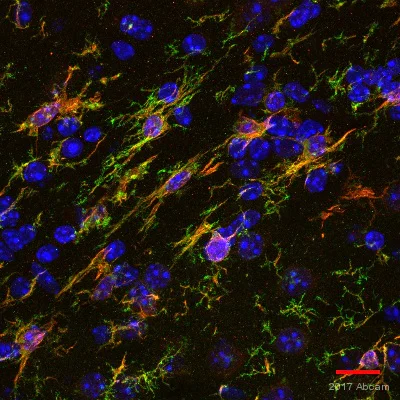 Immunohistochemistry (Frozen sections) - Anti-TMEM119 antibody [28-3] - Microglial marker - BSA and Azide free (AB234501)