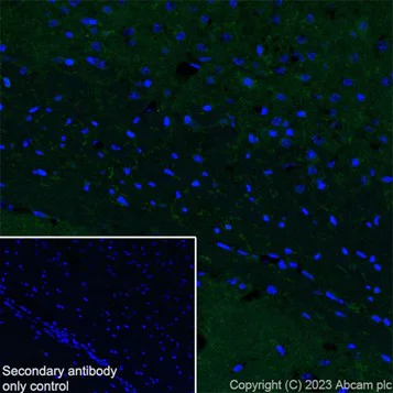 Immunohistochemistry (PFA perfusion fixed frozen sections) - Anti-TMEM119 antibody [28-3] - Microglial marker - BSA and Azide free (AB234501)