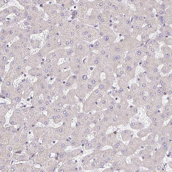 Immunohistochemistry (Formalin/PFA-fixed paraffin-embedded sections) - Anti-TMEM119 antibody - C-terminal - Microglial marker (AB185333)
