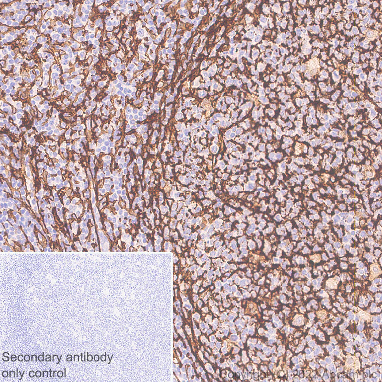 Immunohistochemistry (Formalin/PFA-fixed paraffin-embedded sections) - Anti-TMEM119 antibody [EPR25865-89] - BSA and Azide free (AB306584)